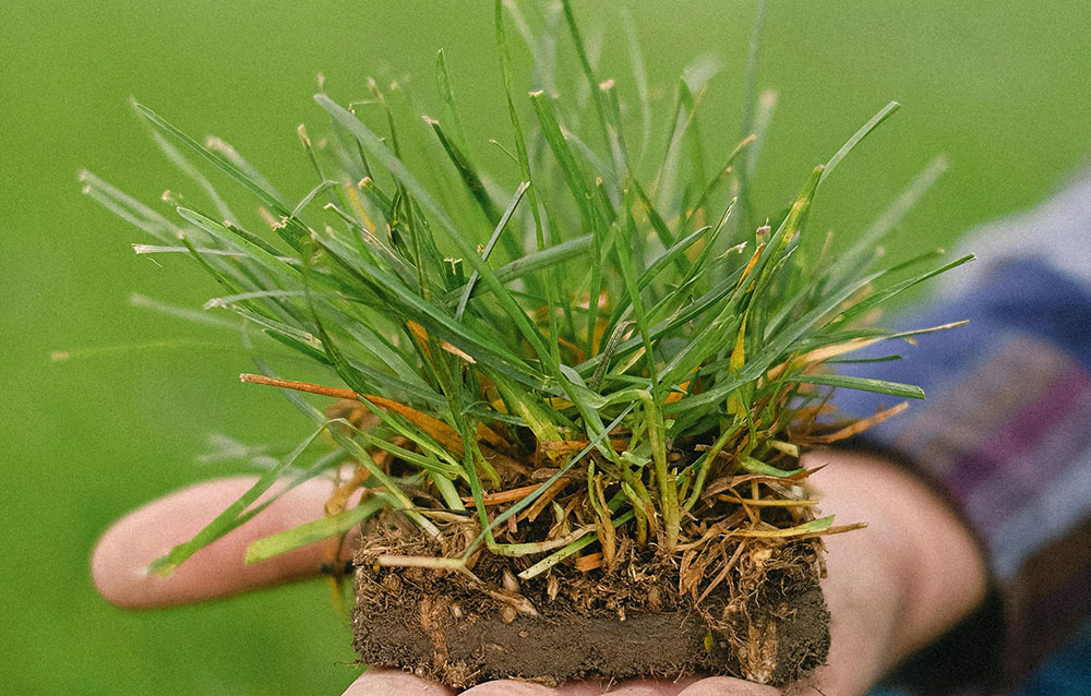 Picking the Perfect Sod for Your Florida Lawn