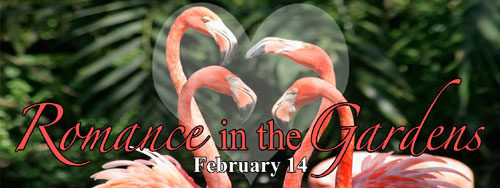 flamingo-gardens