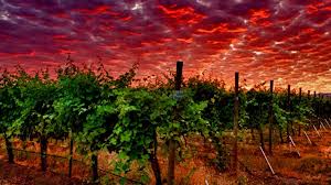 Washington State Wine Auction 2012 – A 25 year Cellebration Part 2