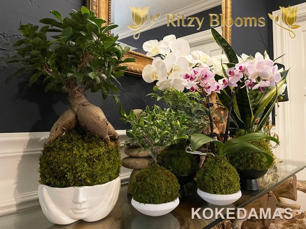 KOKEDAMAS-PLANTS-AND-ORCHIDS-FOR-SALE-IN-FORT-LAUDERDALE-FLORIDA KOKEDAMAS-PLANTS-AND-ORCHIDS-FOR-SALE-IN-FORT-LAUDERDALE-FLORIDA