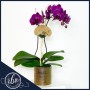 Orchid Plant