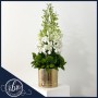 White orchid arrangement