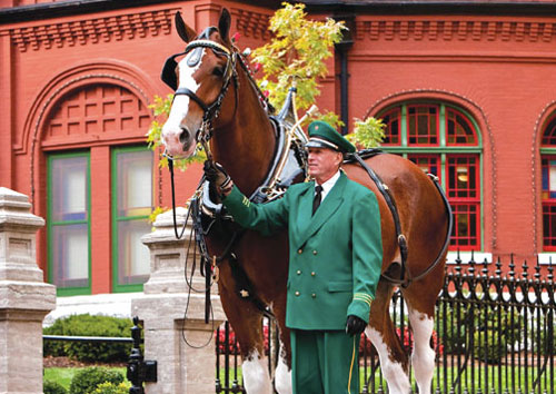 Budweiser-Clydesdales